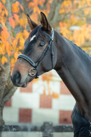 Vente de cheval : Oneall