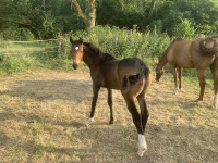 Vente de poney