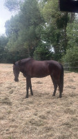 Vente de cheval : Mu�eca
