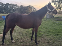 Vente de cheval : Providence