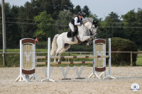 Vente de cheval : HAMILTON DE FEYELE