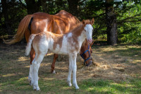 Vente de cheval : Qilby Eldorzea