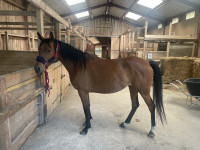 Vente de cheval : Khazyra al maja