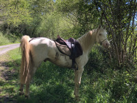 Vente de cheval : Kaliente 