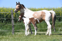 Vente de cheval : QUATUOR GOLD STAR