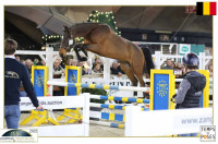 Vente de cheval : R�mes de la Petite Hunelle