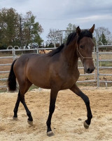 Vente de cheval : Principito fc