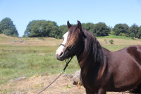 Vente de poney