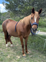 Vente de poney