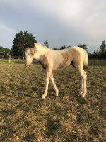 Vente de poney