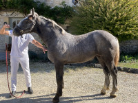 Vente de cheval : Pycasso du Mayne