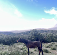 Vente de cheval : Ottawa du Tipi 