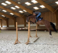 Vente de cheval : Hold up 