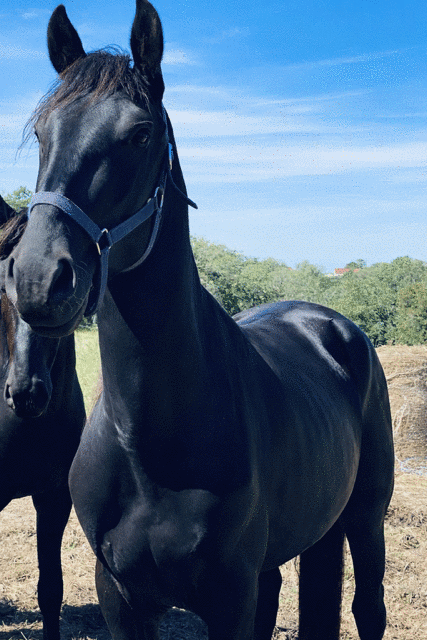 Vente de cheval : NOCHE
