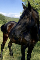 Vente de cheval : Olfaga