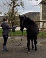 Vente de cheval : POLO du gu� 