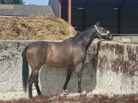 Vente de cheval : Diego