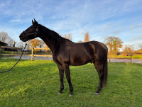 Vente de cheval : FANDREO DE LA BLANBHE