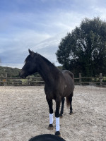 Vente de cheval : NANAHBOZO du Tipi 