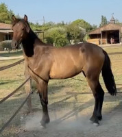 Vente de cheval : perle