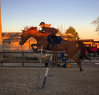 Vente de cheval : Amidou Lulu Nec