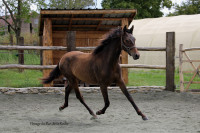 Vente de cheval : OTHELLO