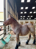 Vente de cheval : Pilou du Praz