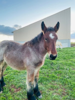Vente de cheval : Pilou du Praz