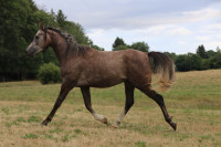 Vente de cheval : Makao de Lasp