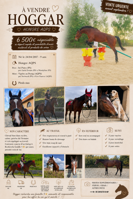 Vente de cheval : Hoggar