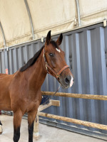 Vente de cheval : Elias Grands Verts