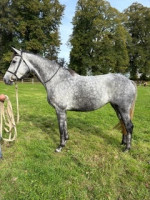 Vente de cheval : Isabelle ILG