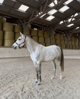 Vente de cheval : Nazar dAltaz
