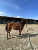 Vente de cheval : PAPS MALVILELRS