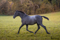 Vente de cheval : Universo de Bruguiere