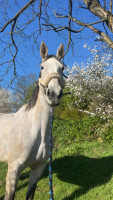 Vente de cheval : Gamma des Bois