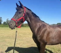 Vente de cheval : Negrito 