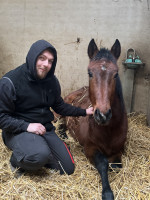Vente de cheval : New Life Tim
