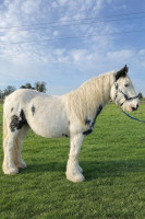 Vente de cheval : Nighty Blue