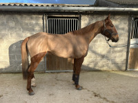 Vente de cheval : higuain