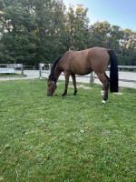 Vente de cheval : Isaak Dairpet