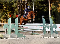 Vente de cheval : Envoie la S�Huit