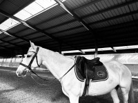 Vente de poney