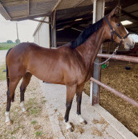 Vente de cheval : Gina prima 
