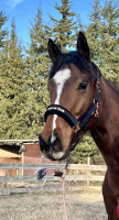 Vente de cheval : Anamarilla