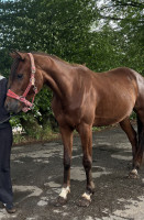 Vente de cheval : Nemo