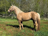 Vente de cheval : Magic gold des dieux 