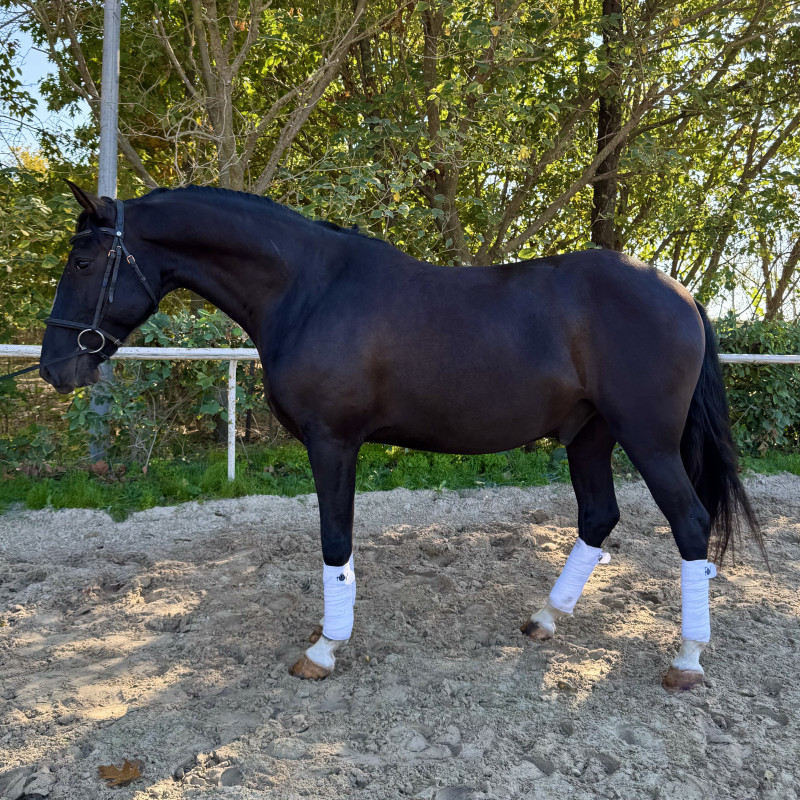 Vente de cheval : Pharaon