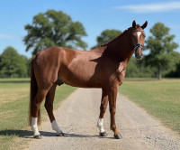 Vente de cheval : Skandal 