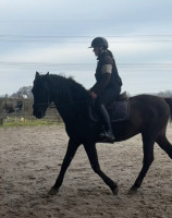 Vente de cheval : Tornado